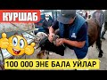 Жакшы Кабар! Куршаб Мал Базары Иштеди!