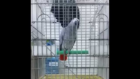 كاسكو يقرا سورة الكوثر ماشاء الله