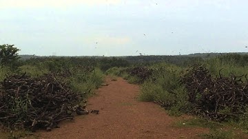 Swiftlet Sound Test : Ecloud by wikiwalet