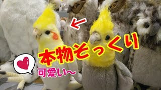 リアルで可愛すぎ～☆彡 オカメインコのぬいぐるみ 【 HANSA 】