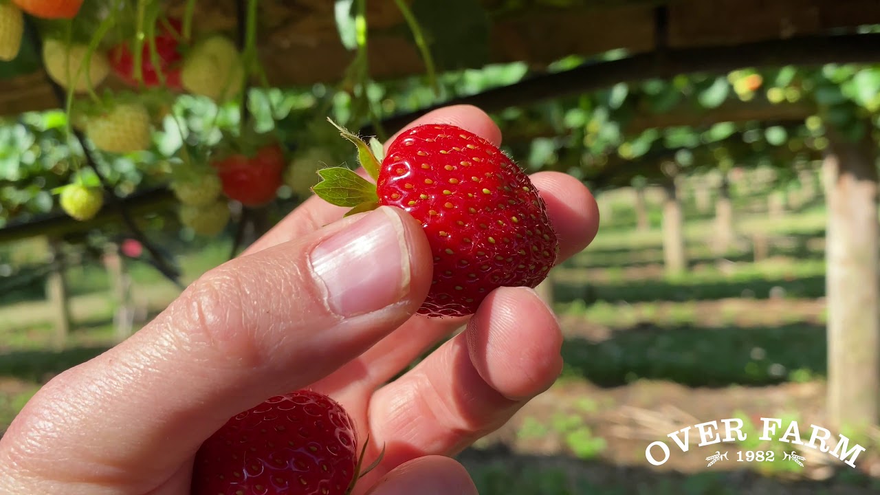 How to pick your own strawberries! YouTube