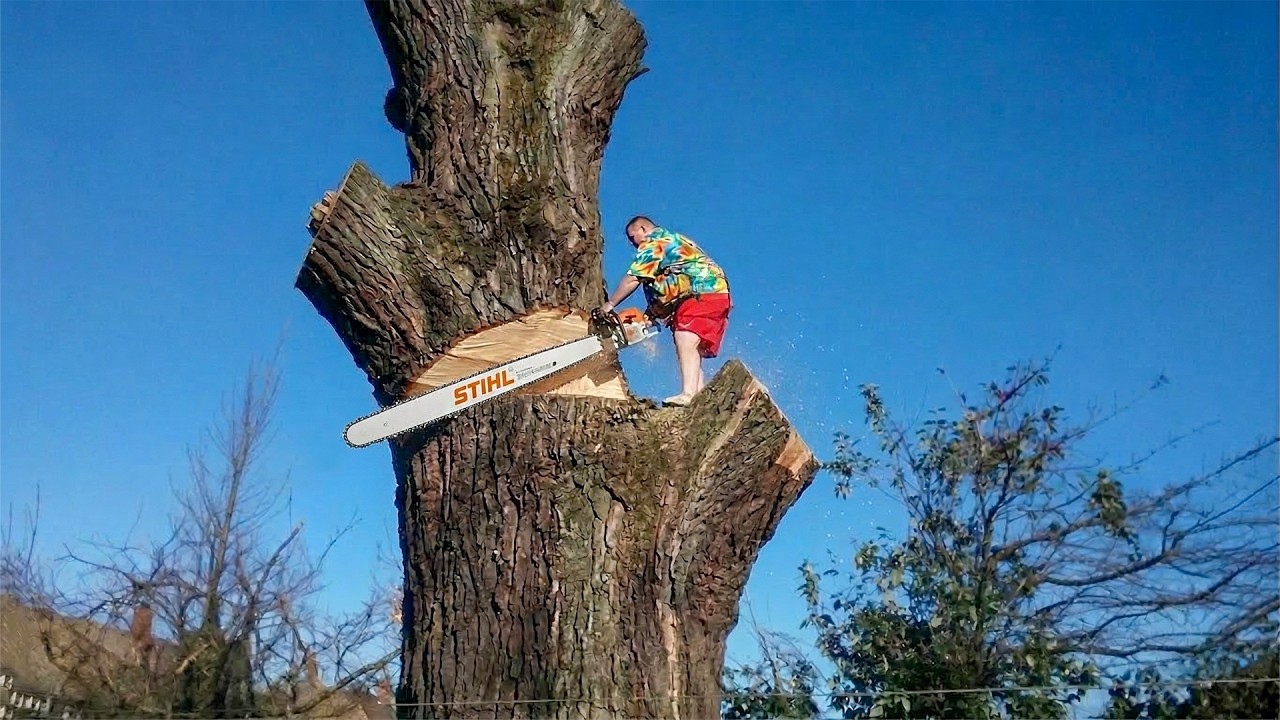 Extreme Chainsaw Skills: Most Dangerous Tree Cutting | MONSTER Stump ...