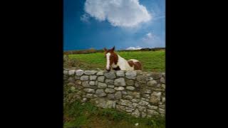 Carlos Nunez - La Irish Costa De Galicia
