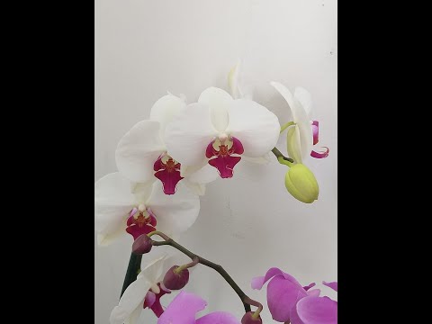 וִידֵאוֹ: סחלב Dendrobium Phalaenopsis (23 תמונות): תיאור פרחים, טיפול ביתי, שיטות רבייה