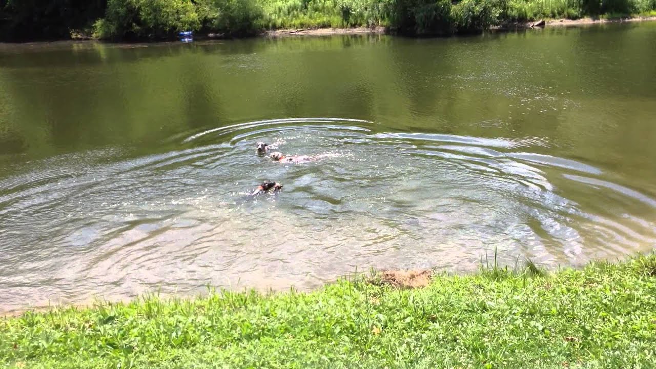 Catahoula Leopard Dogs Swimming