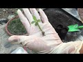 replanting adenium seedlings