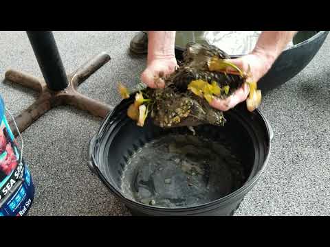 Dividing and repotting water lilies.