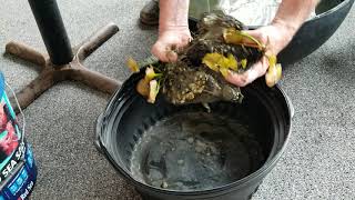 Dividing and repotting water lilies.