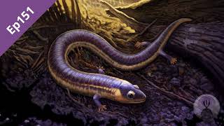 Episode 151: Lissamphibian Origins Pt1
Caecilians, sometimes known as ‘blind worms’, are a lesser-known group of lissamphibians (all living amphibians). Most modern caecilians are all fossorial (burrowing) and are restricted to the moist soils and leaf litter of tropical forests. Adaptation to this specific ecology has led to radical modification of their bodies, from fusion of the bones in the head and the function of the jaw, to the loss of limbs and development of unique sensory organs.
The fossil record of caecilians is incredibly poor, with only 10 specimens available for researchers to piece together their evolutionary history with. This is further problematic because without a firm understanding of caecilian evolution, we can’t understand the origins of lissamphibians, which includes the ecologically significant groups of frogs and salamanders.
Published in Nature today, a new study led by Ben Kligman, Petrified Forest National Park and Virginia Tech, details numerous specimens of a new fossil caecilian. Discovered within a Triassic deposit, Funcusvermis gilmorei is not only the oldest known caecilian, but it also displays a unique combination of anatomical characteristics that helps illuminate the evolutionary origins of caecilians and all lissamphibians.
Whilst this discovery goes some way to answer some of the bigger questions, other problems that are raised, most notably why there is such an over-representation of Funcusvermis‘s lower right jaw.
Website: https://www.palaeocast.com/lissamphibian-origins/
Patreon: https://www.patreon.com/palaeocast Episode 151: Lissamphibian Origins Pt1