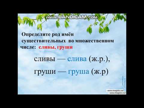 Род имен существительных во множественном числе   3 класс.