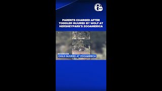 Toddler injured after reaching through barrier of wolf enclosure at ZooAmerica in Hershey