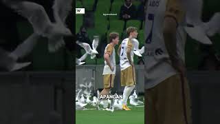 ada hal unik pertandingan bola di liga australia