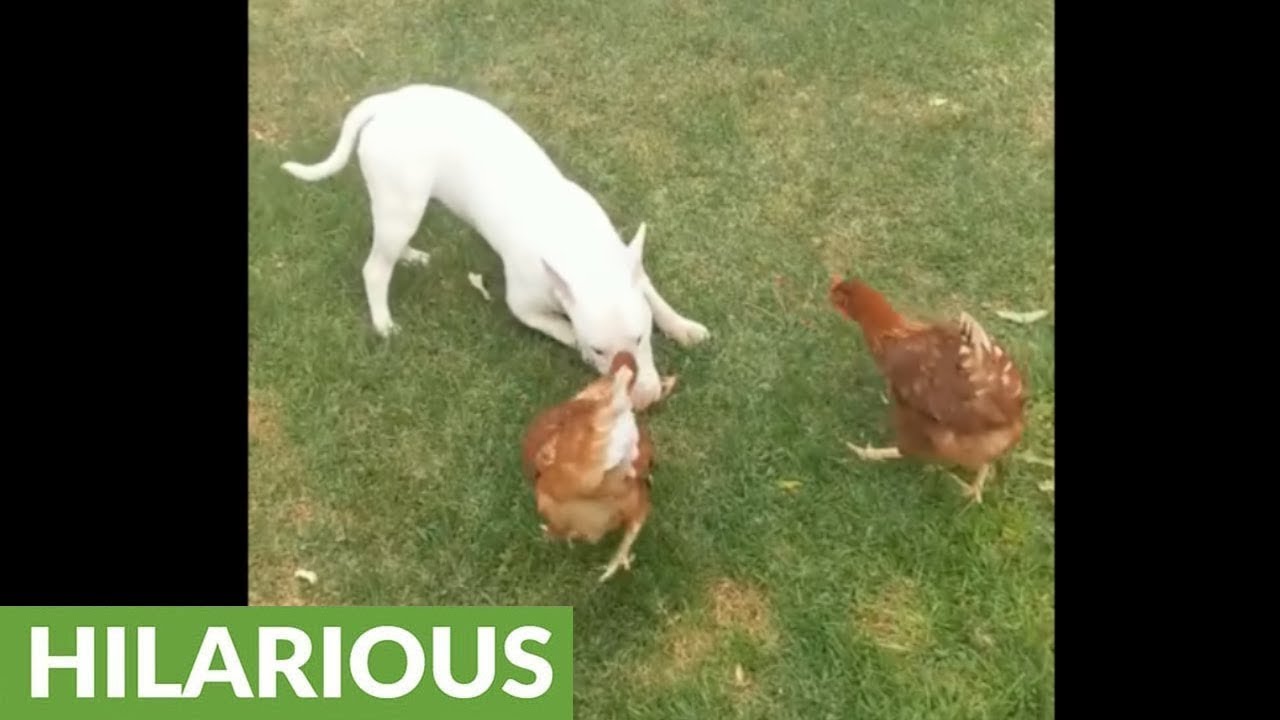 videos for cats Chickens chase bull terrier for his tasty treat