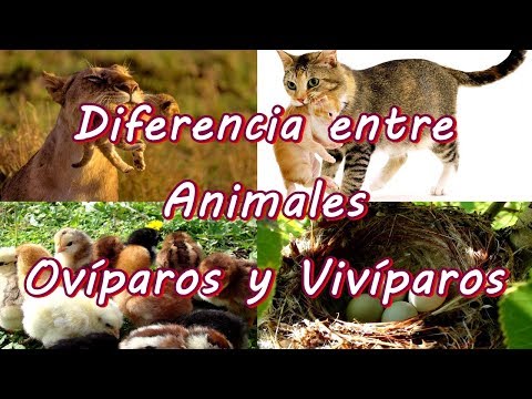 Vídeo: Diferencia Entre Vivíparos Y Ovíparos