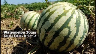 Watermelon Tours At Tanaka Farms, Irvine, CA Resimi