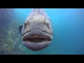 Giant grouper in the Anemone reef