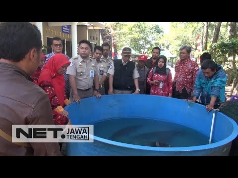 begini-bentuk-ikan-taman-purbasari-purbalingga-yang-diserahkan-ke-bkipm-semarang---net-jateng