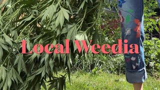 Powersaw Down -1 Male // 🌼, & Yard Crops // Ukrainian Lights; Wk. 6 1/2 Flowers