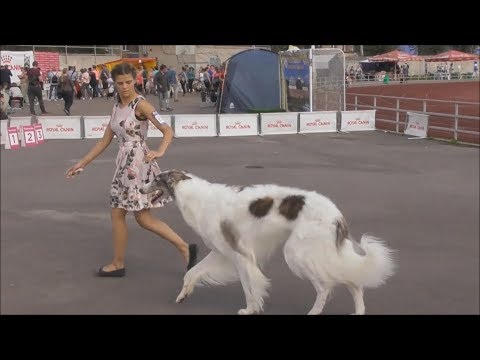 русская псовая борзая видео с выставки собак