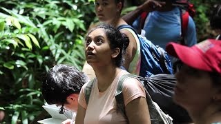 Dominica University Of Toronto Field Camp