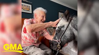 Watch how this special therapy pony brings joy to elderly people’s bedsides