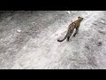 A leopard juvenile walking confidently in a coffee estate @ Coorg