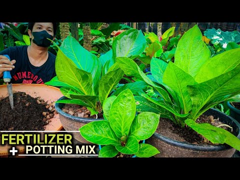 FERTILIZER AND POTTING MIX FOR YOUR ANTHURIUM NEEDS! | 100% FAST GROWER . . .