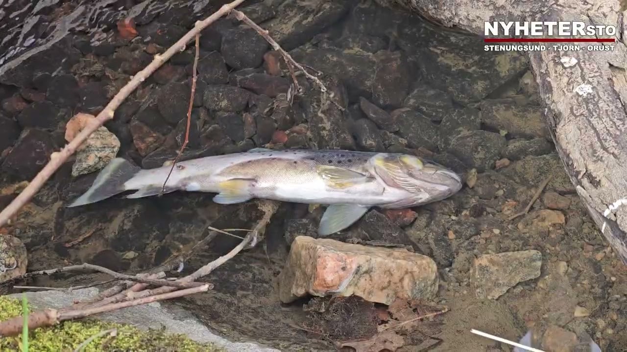 2025-04-08 Omfattande fiskdöd i å – Kommun och Länsstyrelsen söker källan