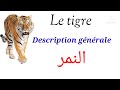 Le Tigre Description Générale 