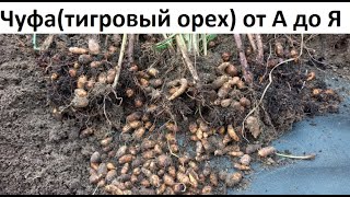 картинка: Чуфа от А до Я в природном земледелии.