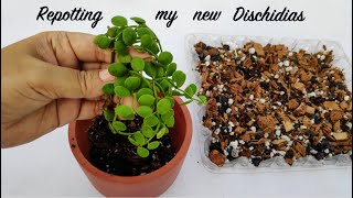Dischidia : Repotting + Potting Medium | Potting Mix For Epiphytes