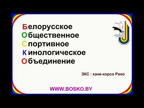 ЗКС кане-корсо Рико.