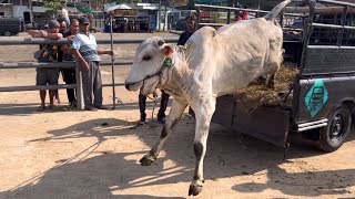 SAPI LUCU TURUN DARI TRUK SERU GAES ‼