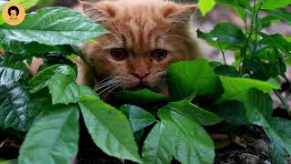 Cats are very happy in the natural environment. by Cats & Cats 7 views 2 years ago 8 minutes, 53 seconds