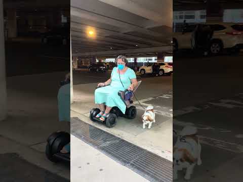 Small service dog in training crosses big scary street at the airport