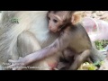 Life of monkeys Ep131, baby monkey with mom, baby monkey sleep, baby mon...