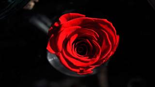 Emotional Gothic Music   Scarlet Rose Resimi