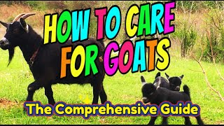 HOW TO CARE FOR GOATS (The Comprehensive Guide) by Elder Moon Farm 41 views 3 days ago 1 hour, 1 minute