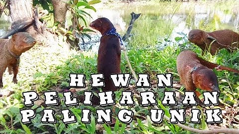 Hewan garangan keliling mantau di pinggir sungai ‼️#garangan #lasun #moongose #wild