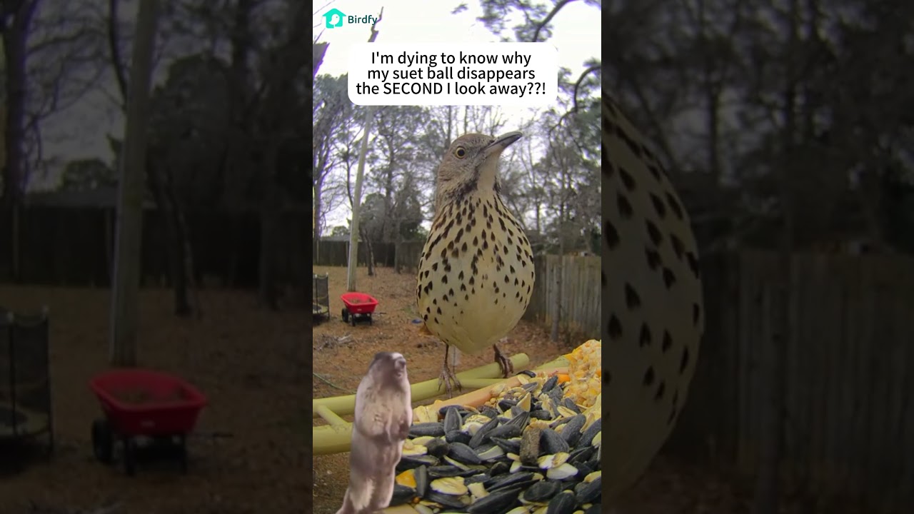 Help me identify this bird! Launching a full internet investigation🕵️‍♀️  