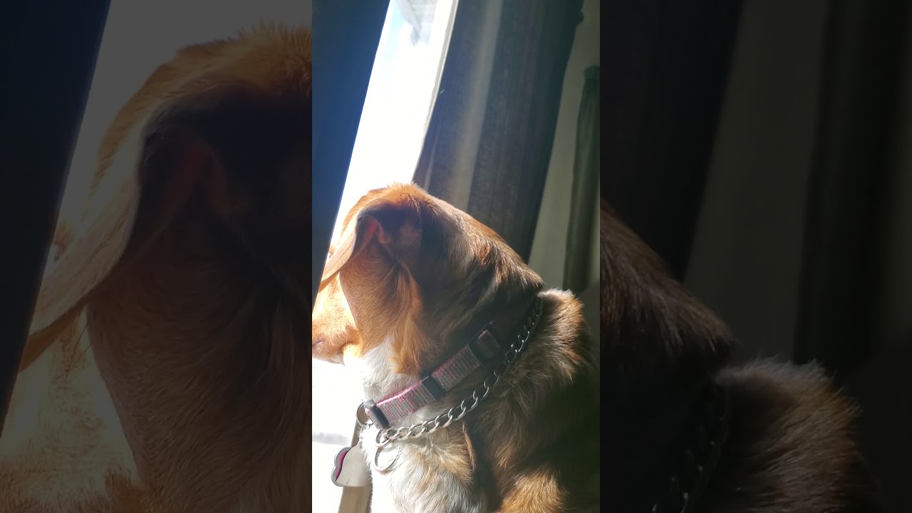 Dog stop licking my hand YouTube