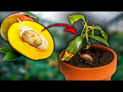 Vidéo: Comment planter des graines de mangue (avec photos)