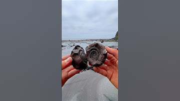 Fossil and crystal hunting on a remote beach!