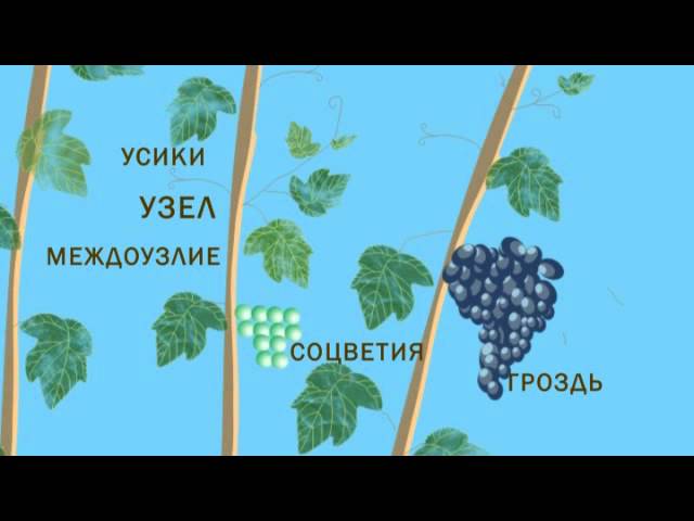 Строение виноградного куста
