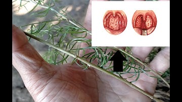 Tshuaj zoo mob rwj qa - qa o - qab hlav 2 tus tshuaj ntsuab sib tim  - Tshuaj cawm seej TV