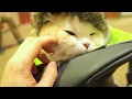 顔面もふもふされるネコ。スコティッシュフォールド