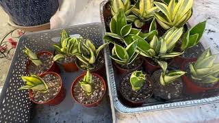 Repotting Dwarf Sansevieria, Snake Plants and Babies.🪴