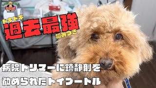 噛み犬トリミング過去一の激闘初来店のトイプードル