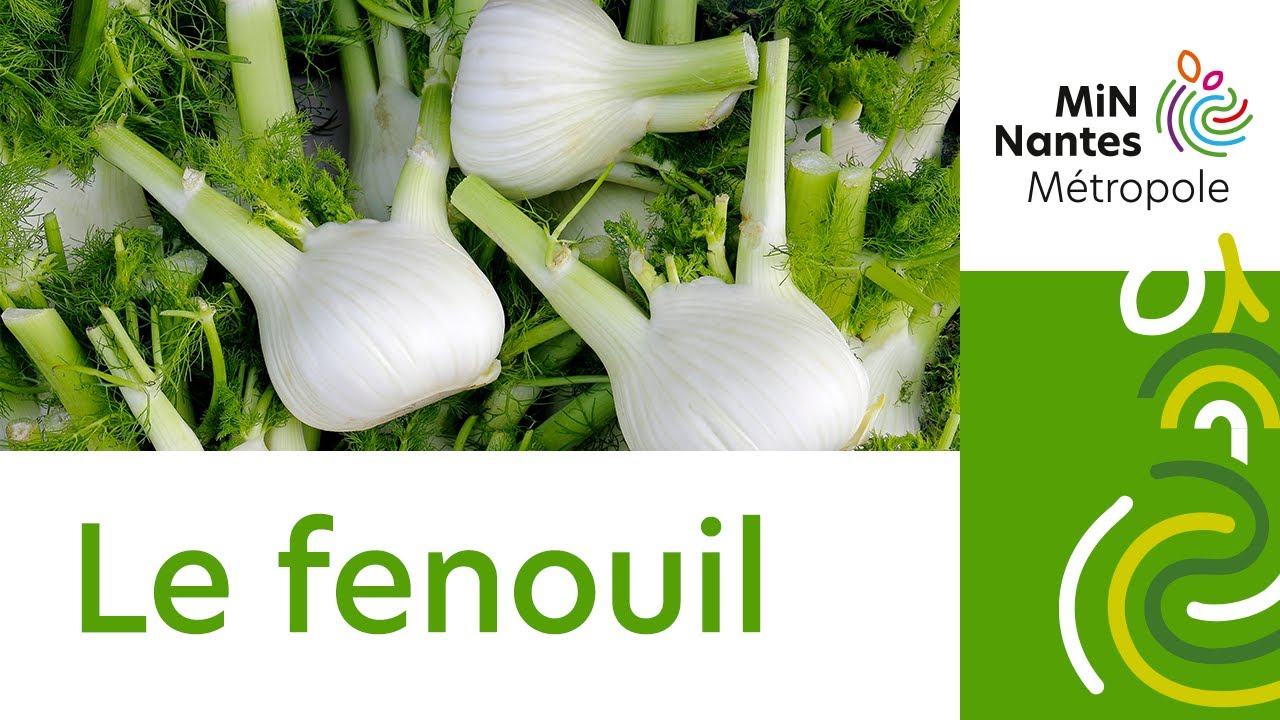 Fenouil : le choisir, le cuisiner, ses propriétés nutritionnelles