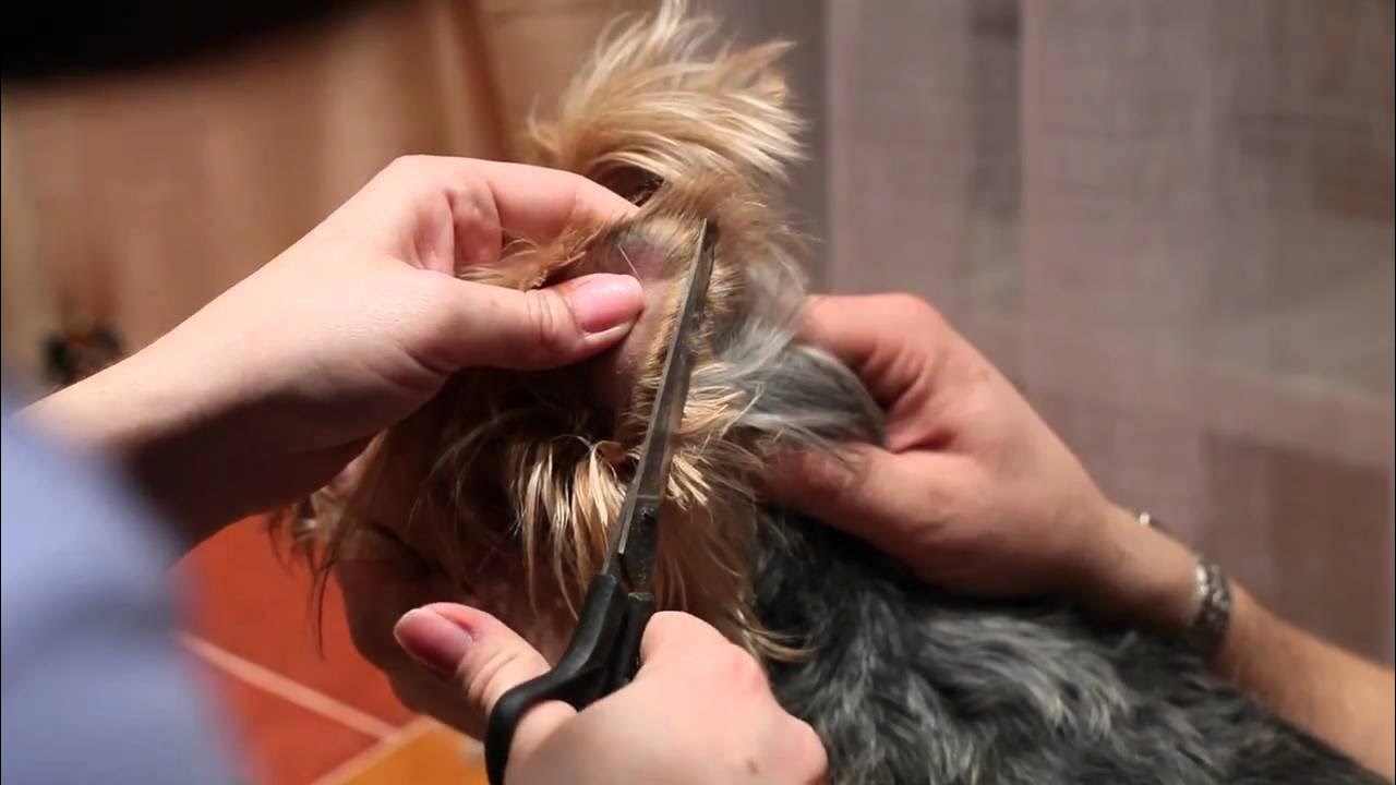 Как подстричь ушки йорку. Стрижка ушек у йорков. Как подстричь ушки йорку. Ушки у йорка. Стрижка ушей у йорка.